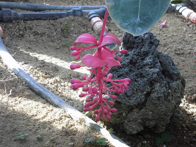 メディニラマグニフィカフラメンコ　開花中（ドーム）