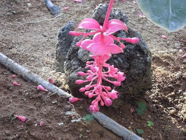 メディニラマグニフィカフラメンコ　開花中（ドーム）