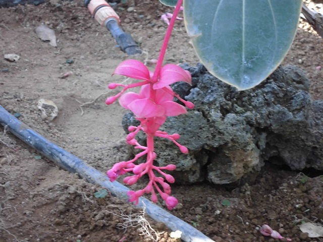 メディニラマグニフィカフラメンコ　開花中（ドーム）