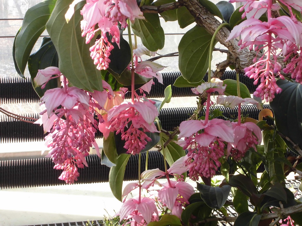 メディニラマグニフィカ　花ざかり（ドーム）