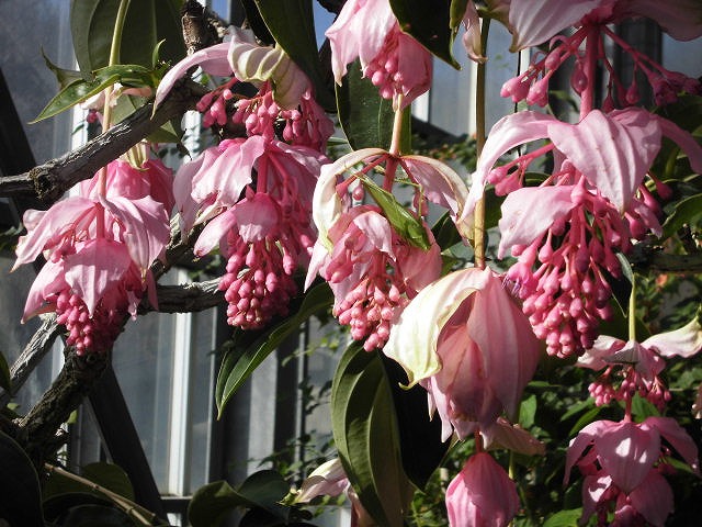 メディニラマグニフィカ　開花中（ドーム）