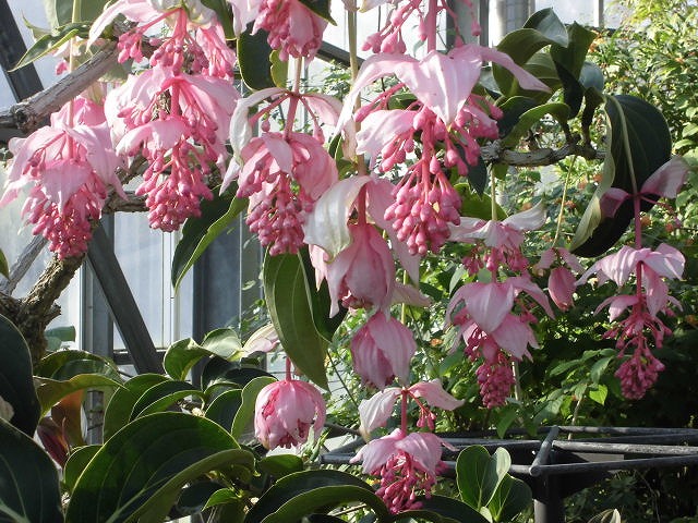 メディニラマグニフィカ　開花中（ドーム）