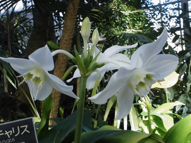 ユーチャリス　開花中（ドーム）