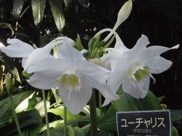 ユーチャリス　開花中（ドーム）