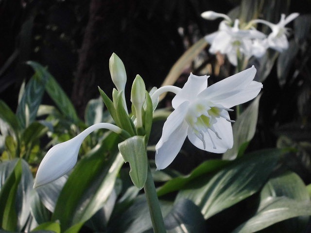 ユーチャリス　開花中（ドーム）