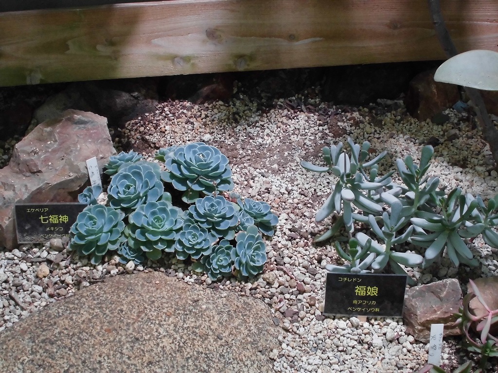 砂漠室出口の多肉（ドーム）