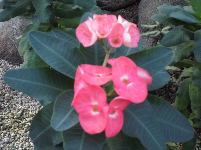 砂漠室出口のハナキリン八福神　開花中（ドーム）