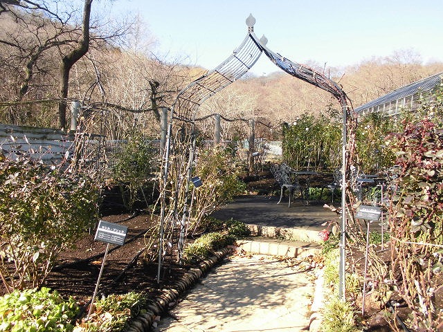 アーチの誘引完了