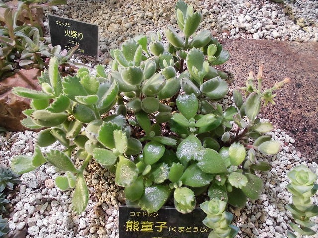 砂漠室出口の多肉（ドーム）