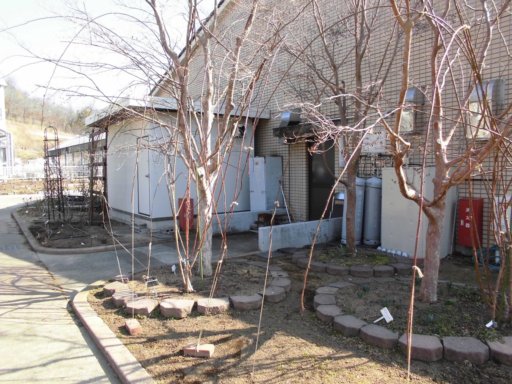 しだれるように誘引したバラ