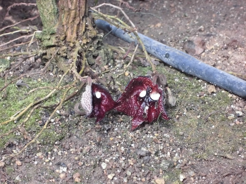 ｱﾘｽﾄﾛｷｱｻﾙﾊﾞﾄﾞﾚﾝｼｽ　開花中（ドーム）