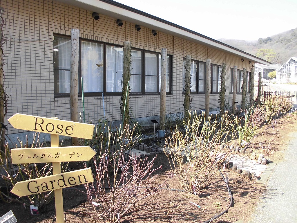 春を待つバラ園