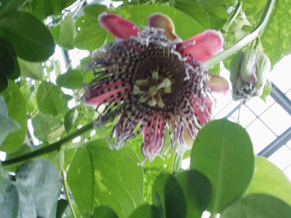 オオミトケイソウ　随時開花中（ドーム）