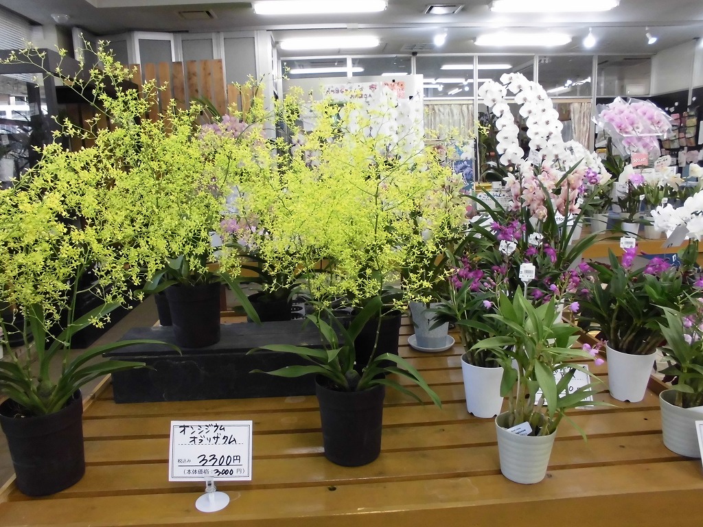 贈り物に洋ランを