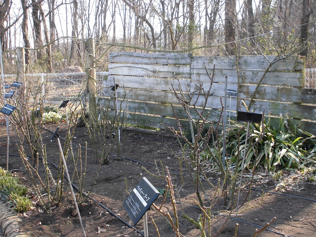 春を待つバラ園