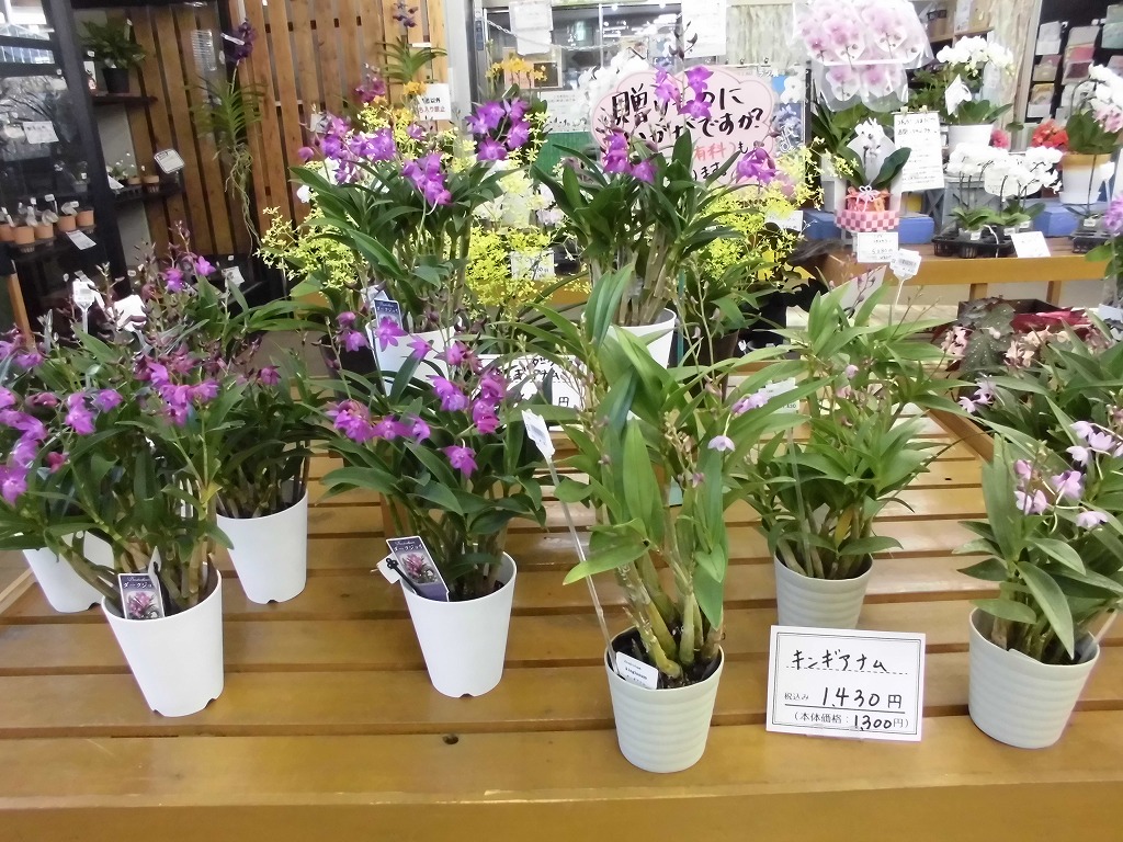 贈り物に洋ランを