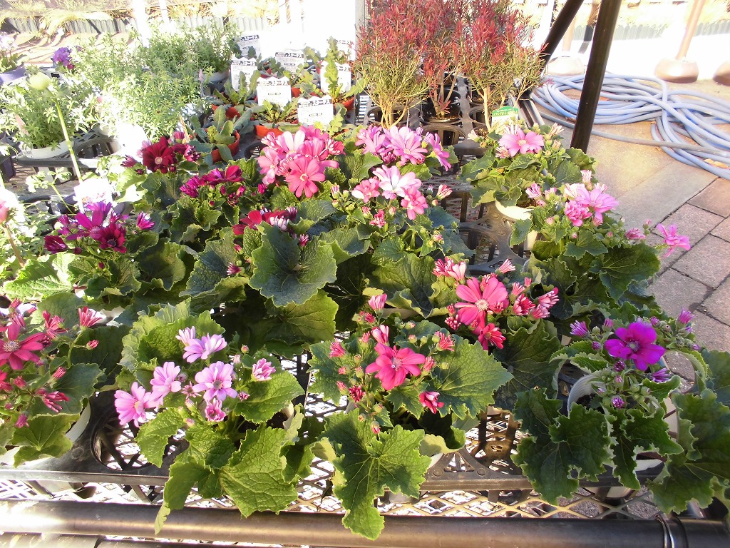 季節の花苗