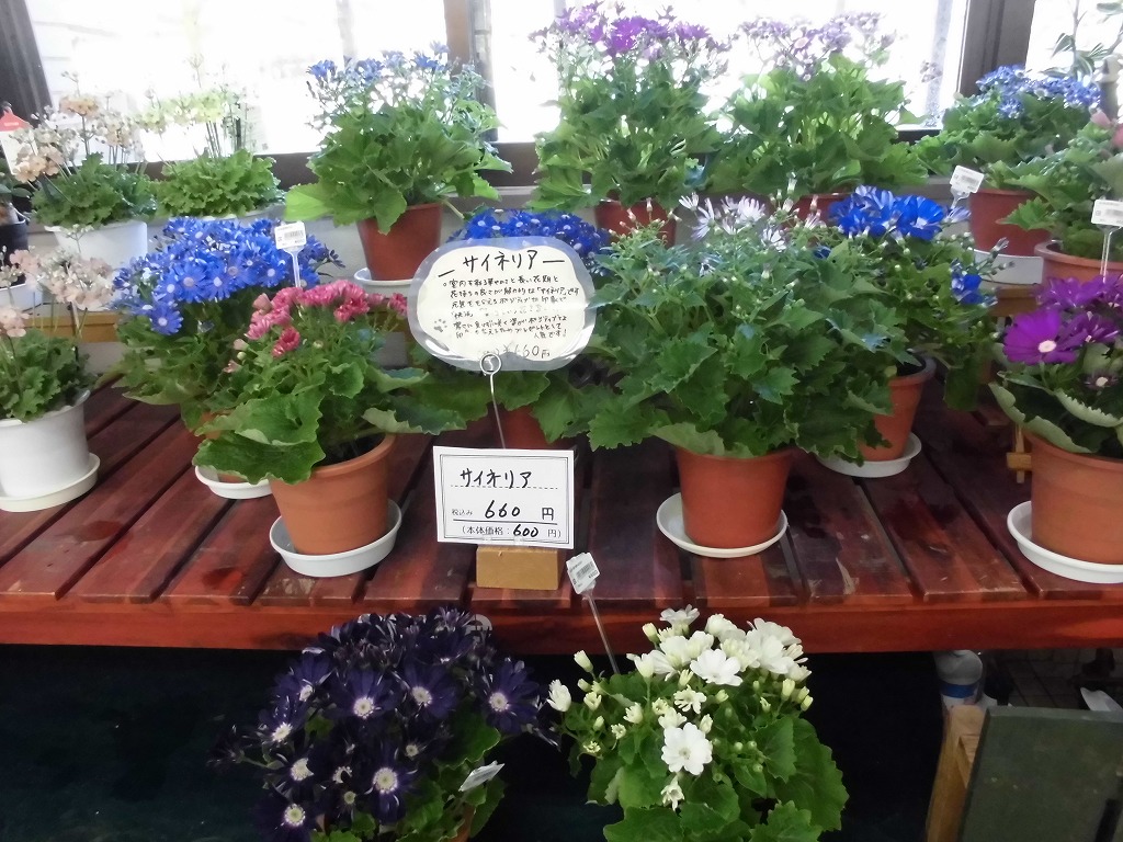 季節先取りの鉢花