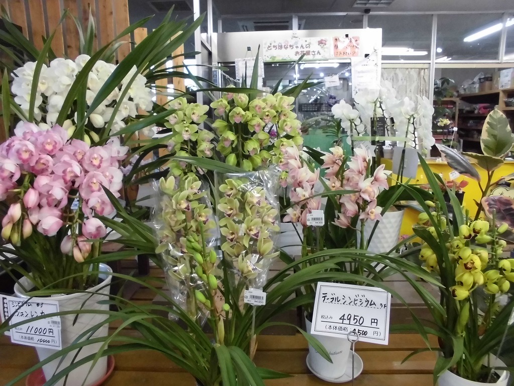 贈り物に洋ランを