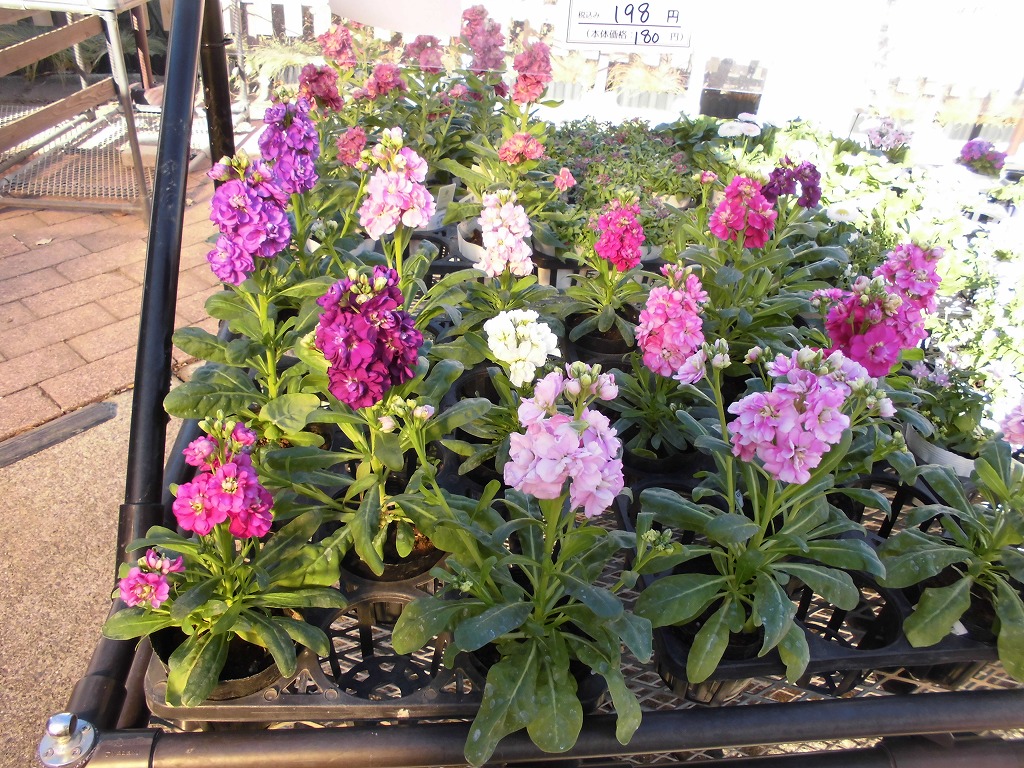 季節の花苗