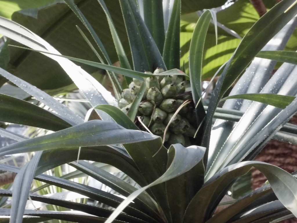 タコノキの実　結実中（ドーム）