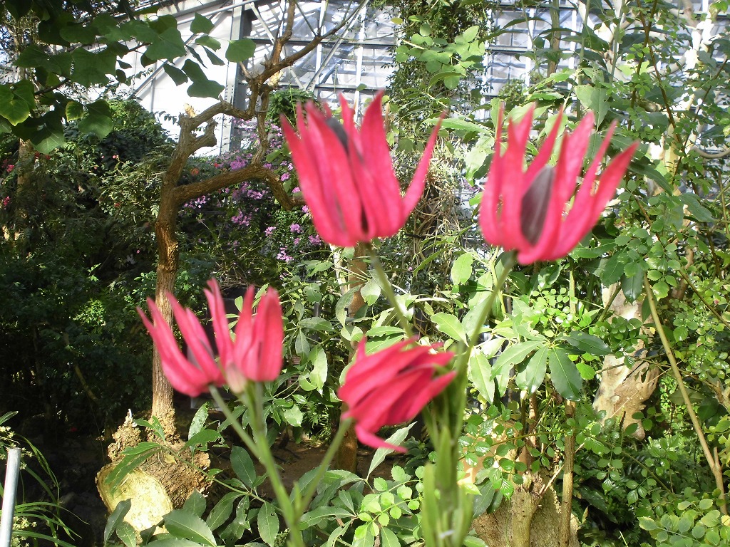 パボニア･インテルメディア　開花中（ドーム）