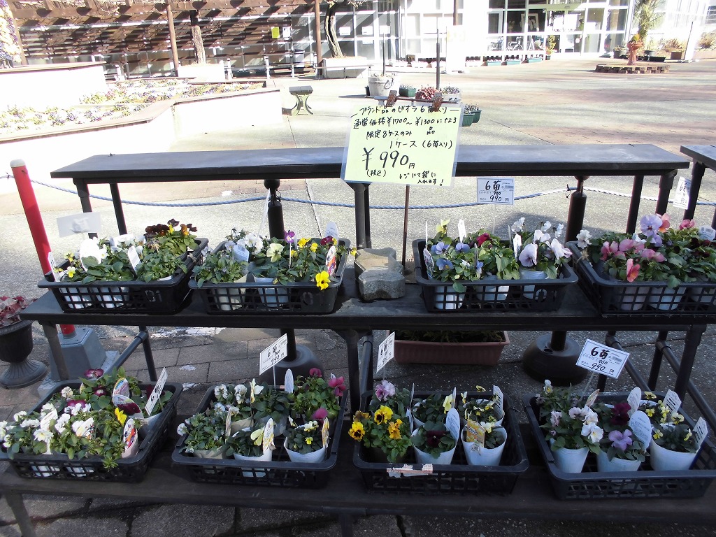 ブランドビオラがお得