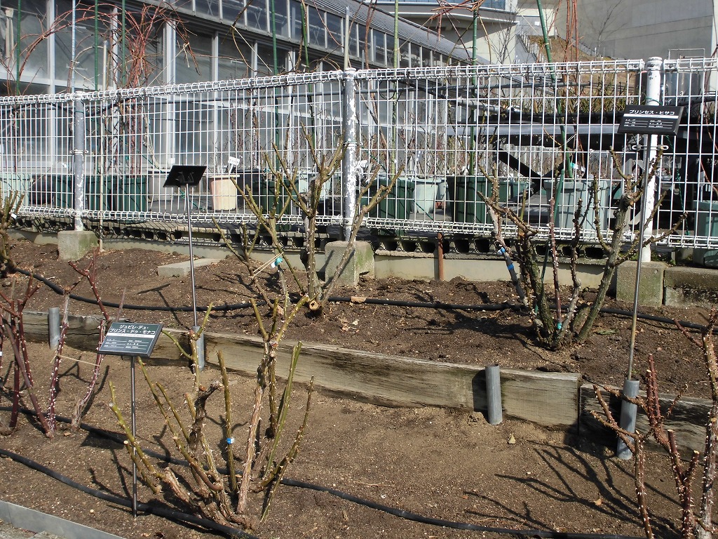 春を待つバラ園