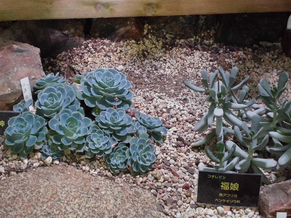 砂漠室出口の多肉（ドーム）