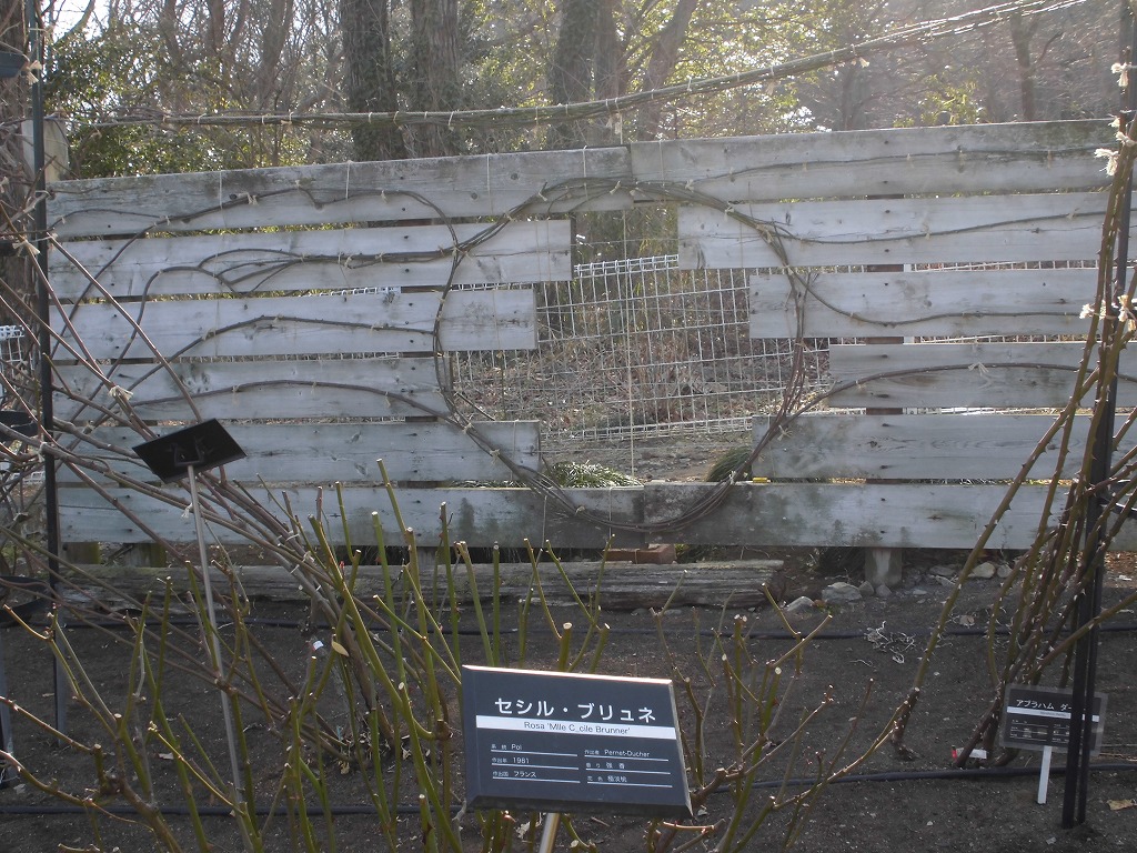 春を待つバラ園