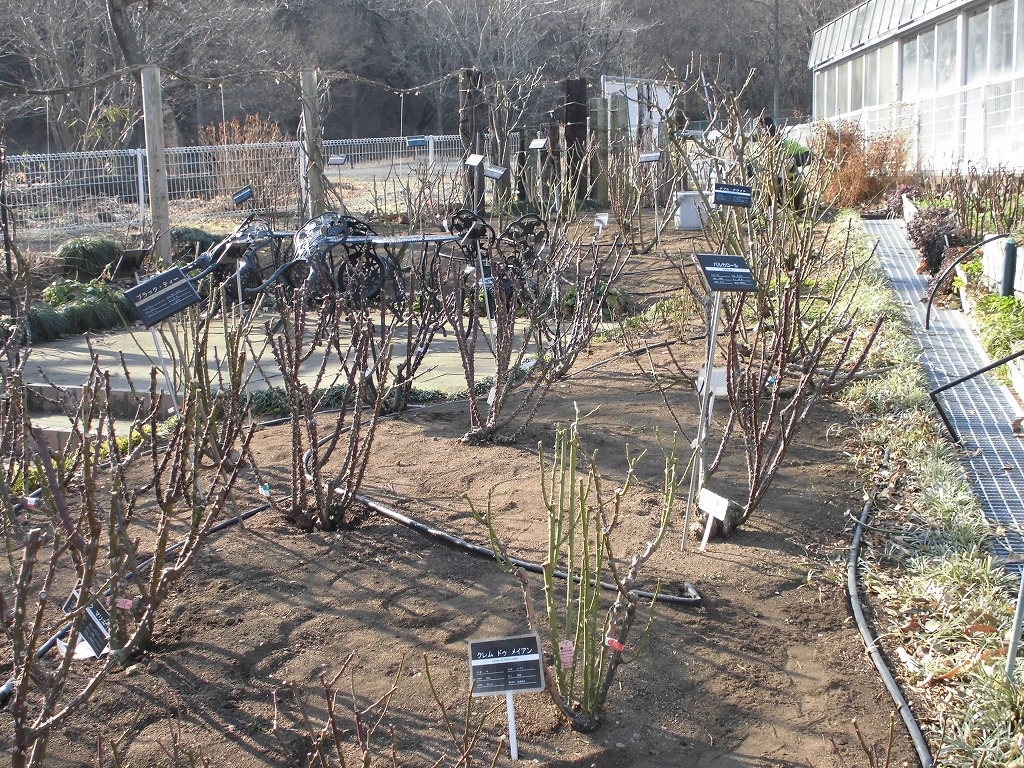 春を待つバラ園