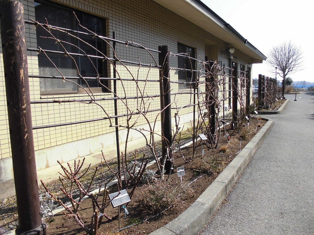 春を待つ殿堂入りのバラ園