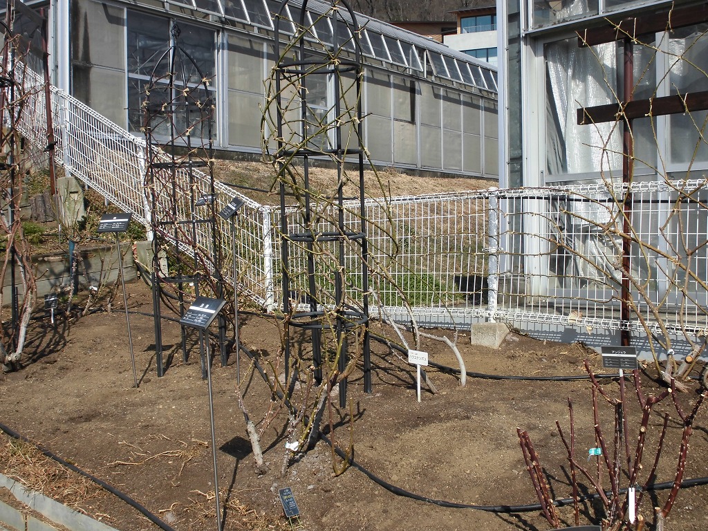 春を待つバラ園