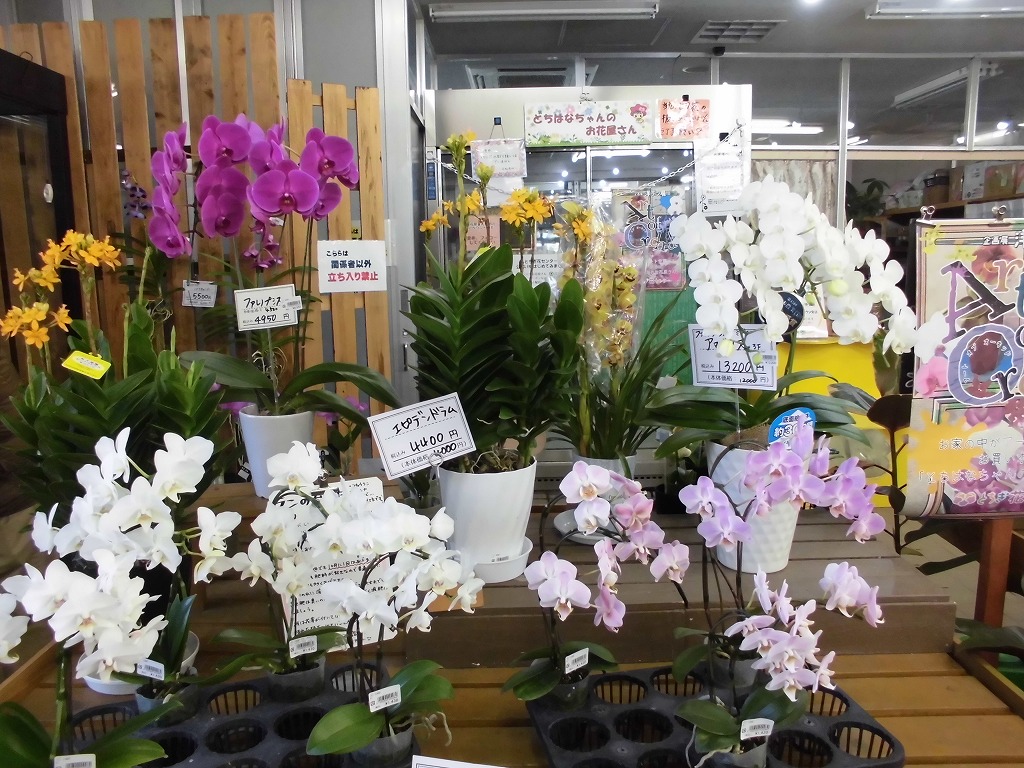 洋ラン展コラボ