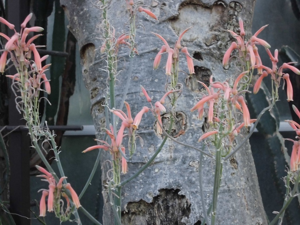 アロエ　開花中（ドーム）