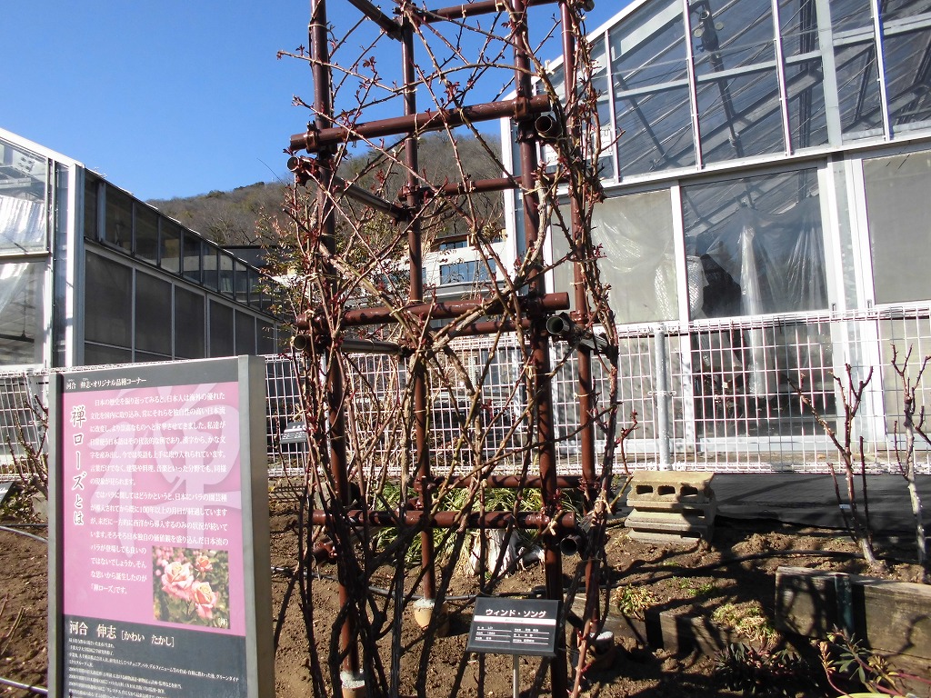 春を待つバラ園