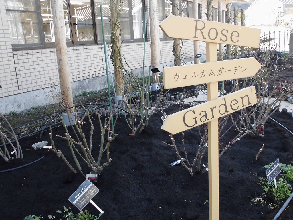 春を待つバラ園