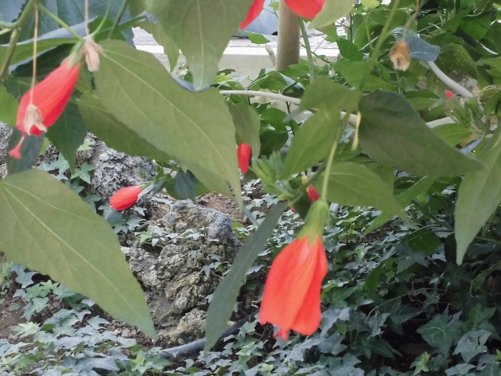 ウナズキヒメフヨウ　開花中（ドーム）