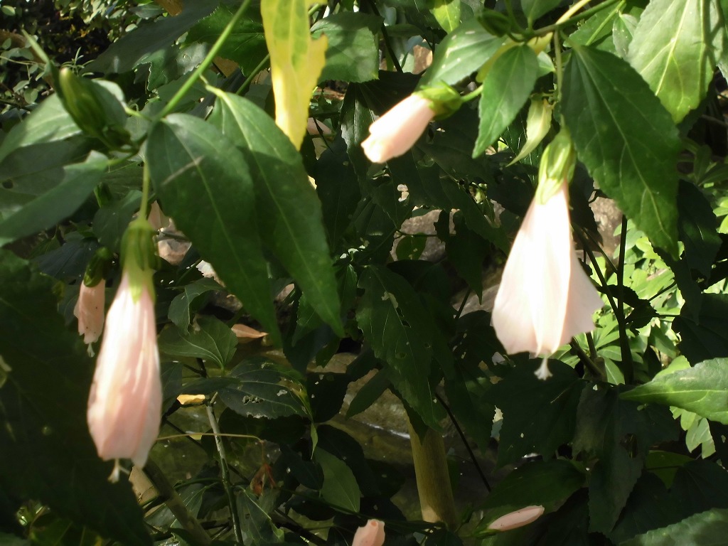 ウナズキヒメフヨウ（ピンク）　開花中（ドーム）