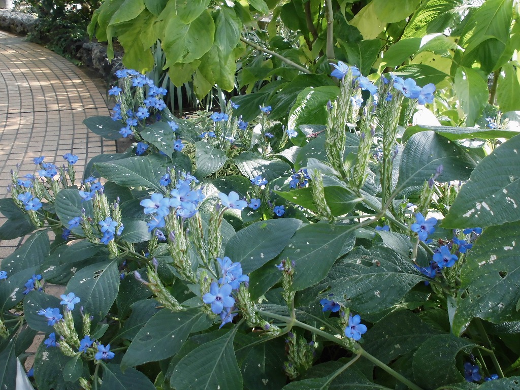 エランテムム・プルケルム　開花中（ドーム）