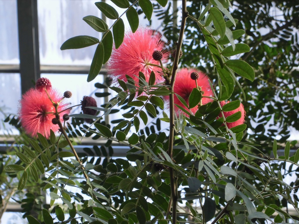 オオベニゴウカン　開花中（ドーム）