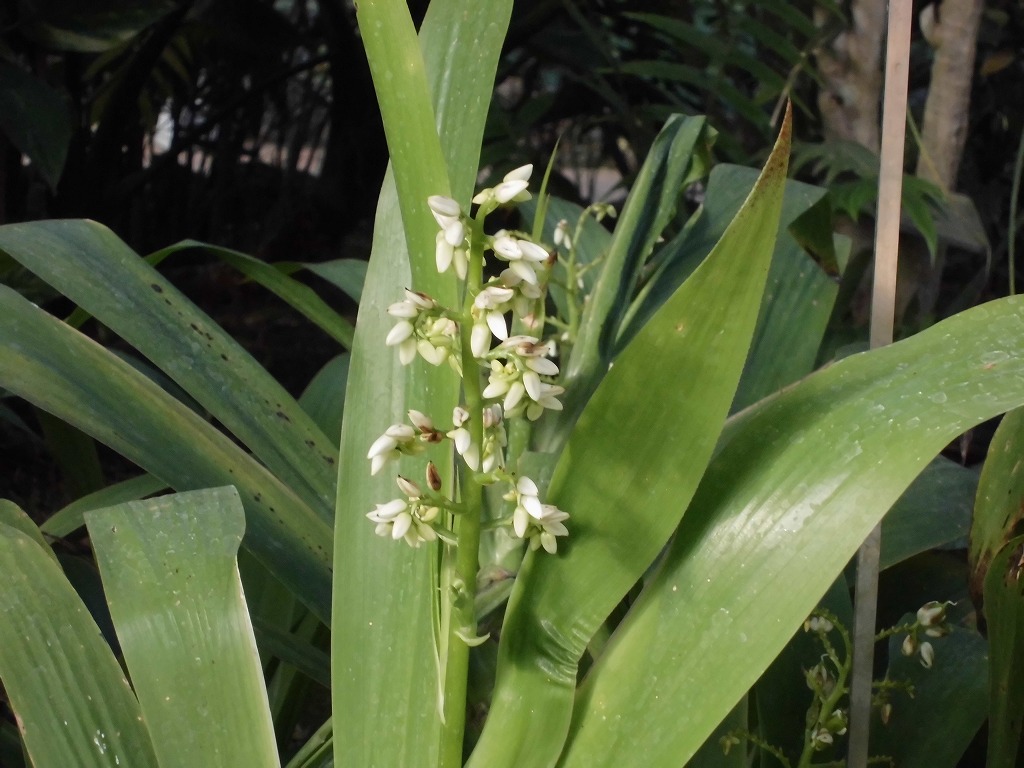 クシフィディウム・カエルレウム　開花中（ドーム）
