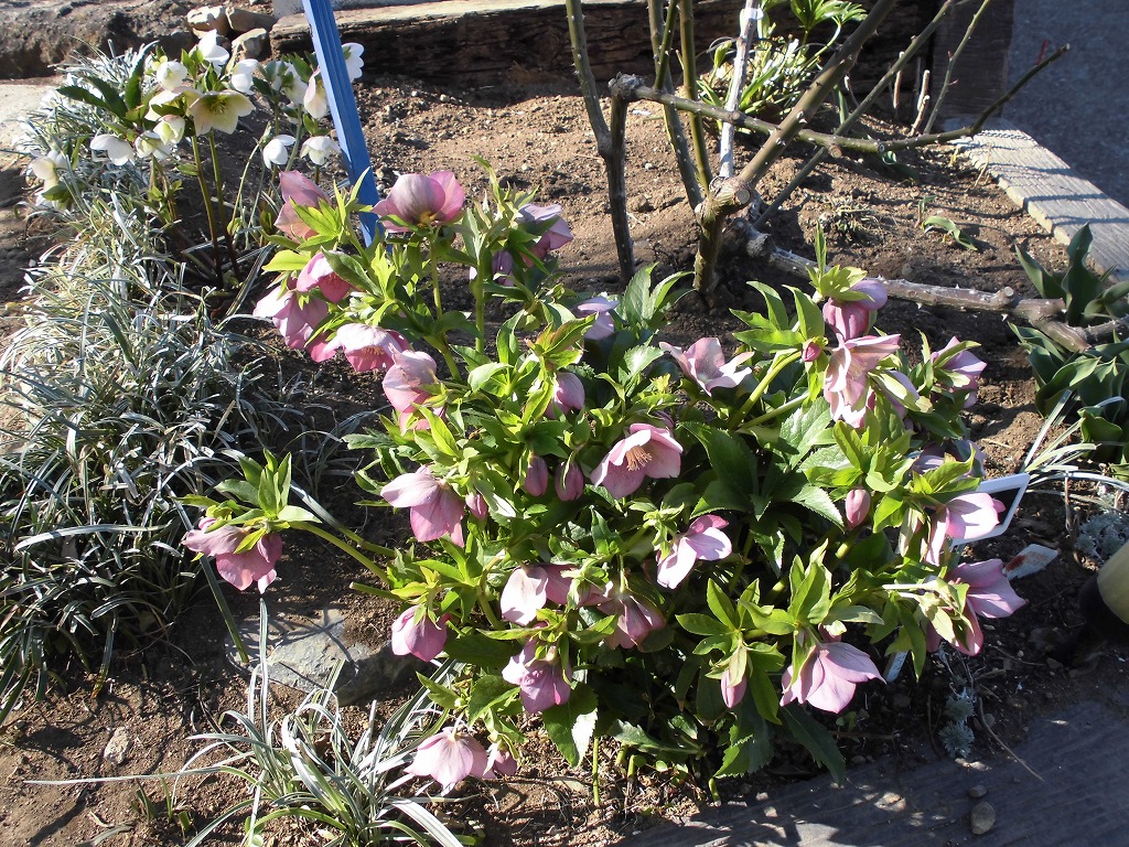 春を待つバラ園