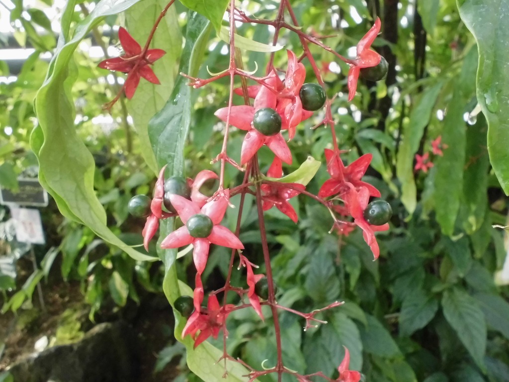 グレープバニラ　結実中（ドーム）