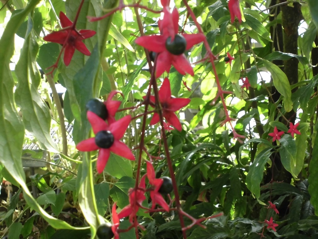 グレープバニラ　結実中（ドーム）