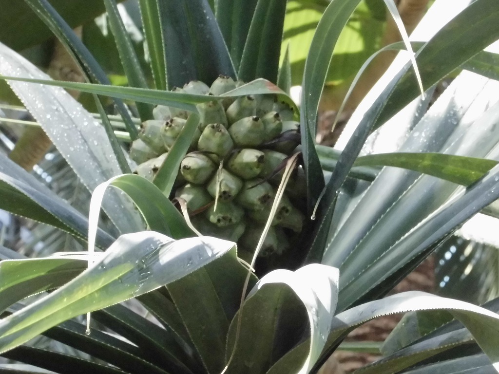 タコノキの実　結実中（ドーム）