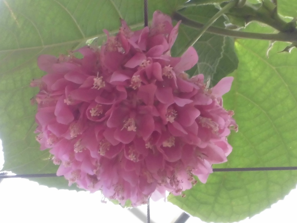 ドンベア　開花中（ドーム）