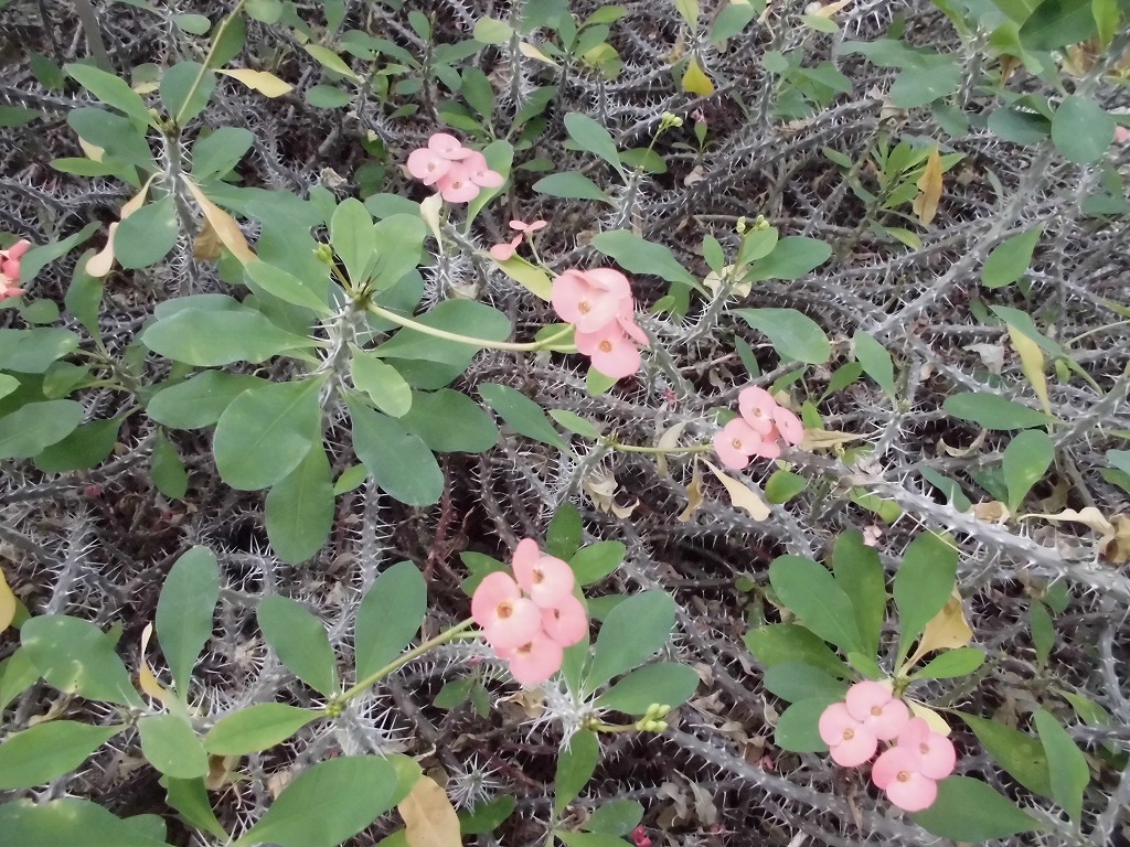 ハナキリン　開花中（ドーム）