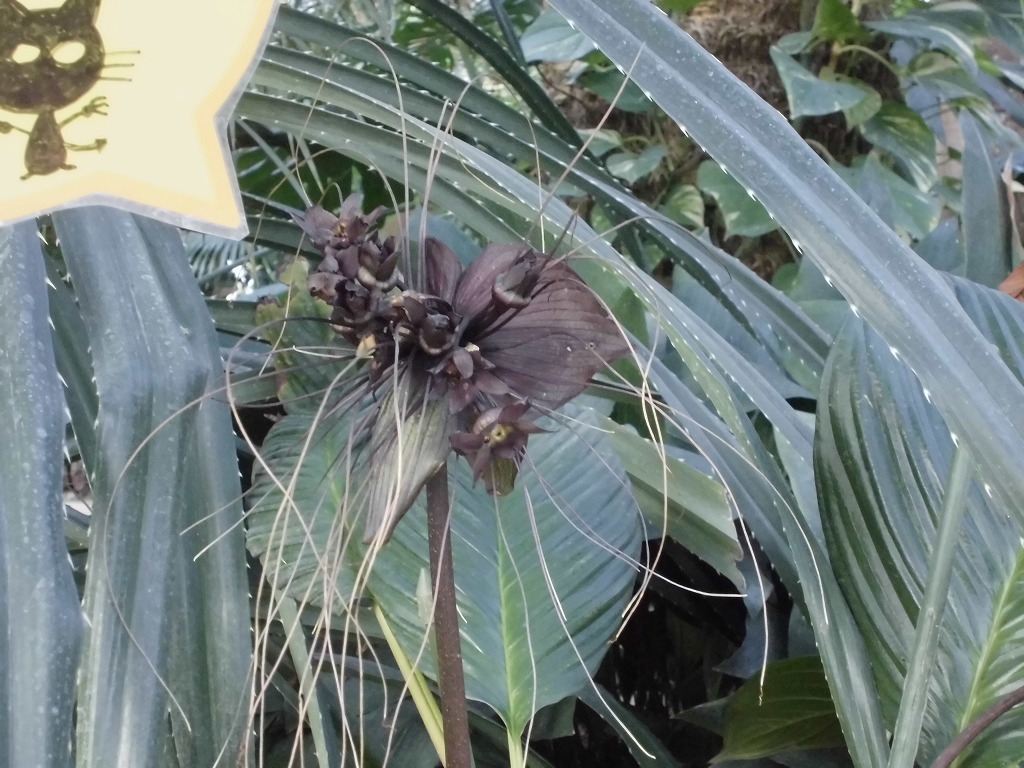 ブラックキャット　開花中（ドーム）