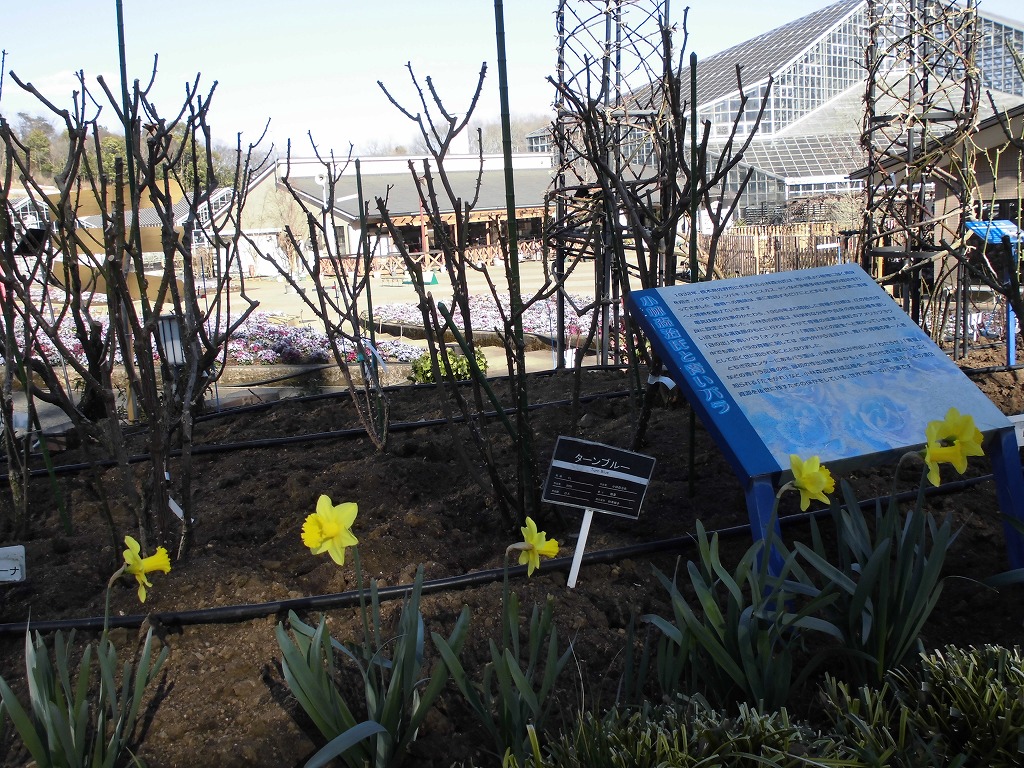 春を待つバラ園